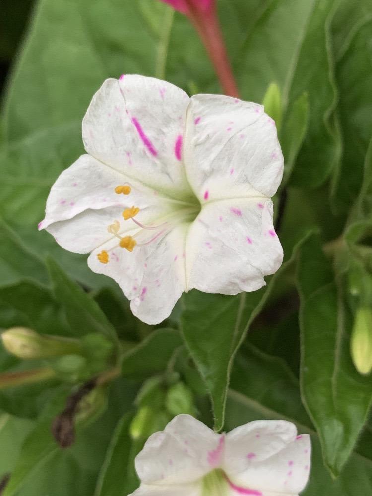 Mirabilis jalapa