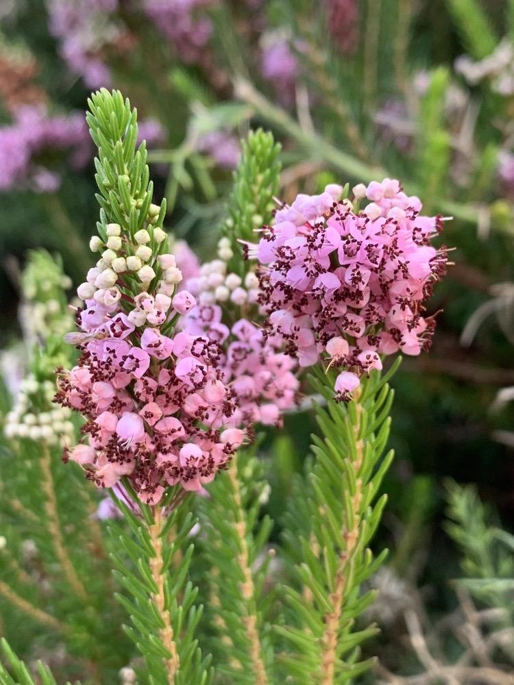 Erica vagans
