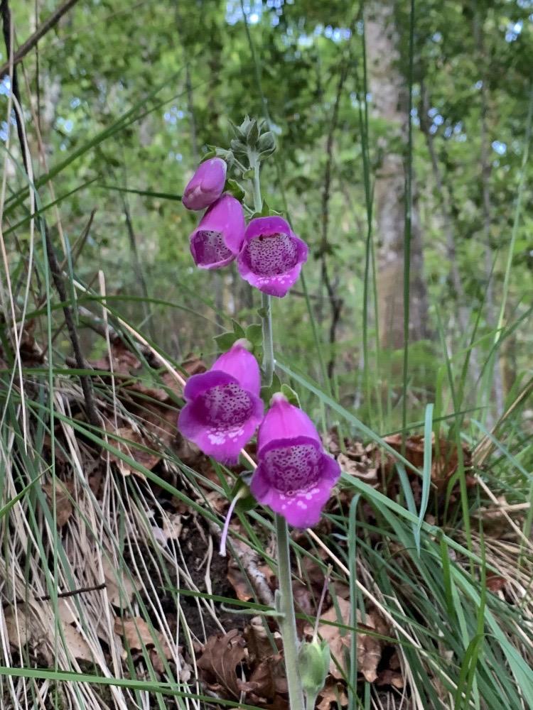 Digitalis purpurea
