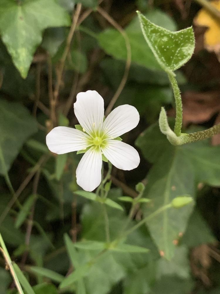 Ala de mosca muerta (Arenaria montana)