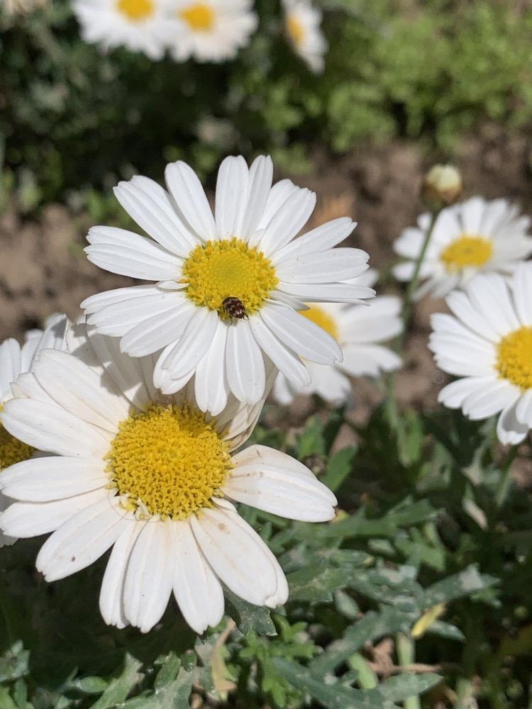 Margarita leosa (Argyranthemum frutescens)