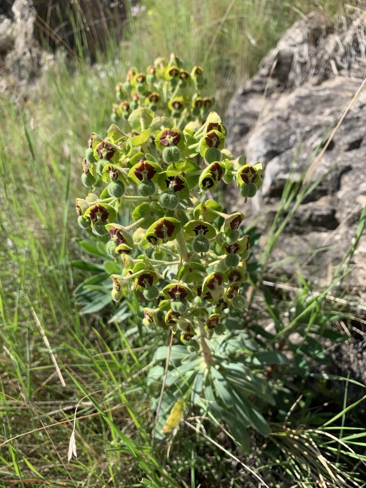 Euphorbia characias