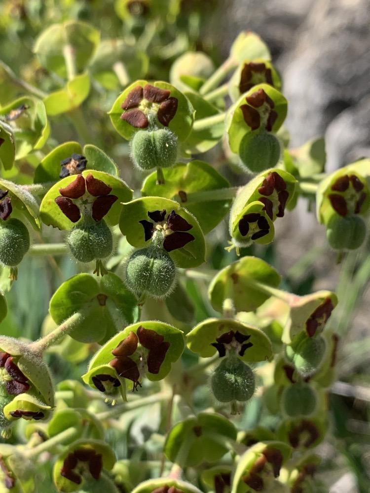 Euphorbia characias