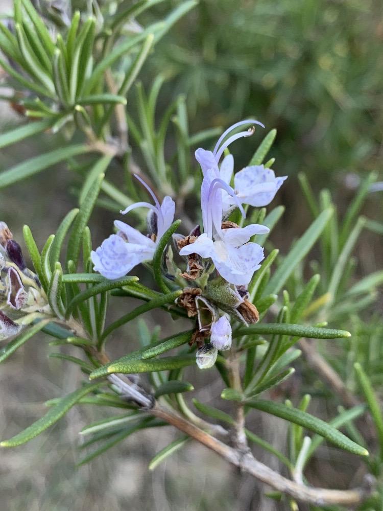 Romero (Salvia rosmarinus)