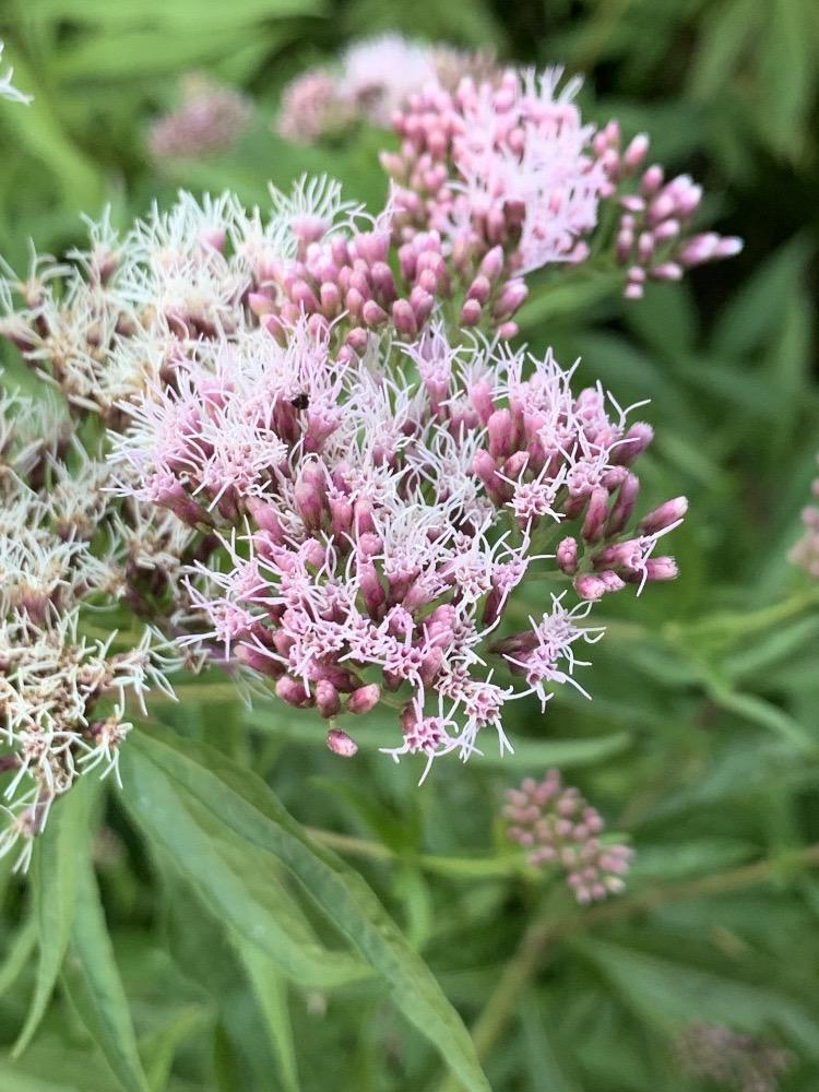 Eupatorium cannabinum