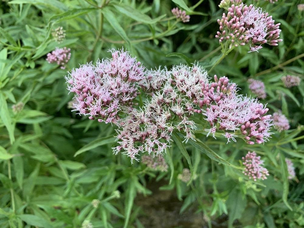Eupatorium cannabinum