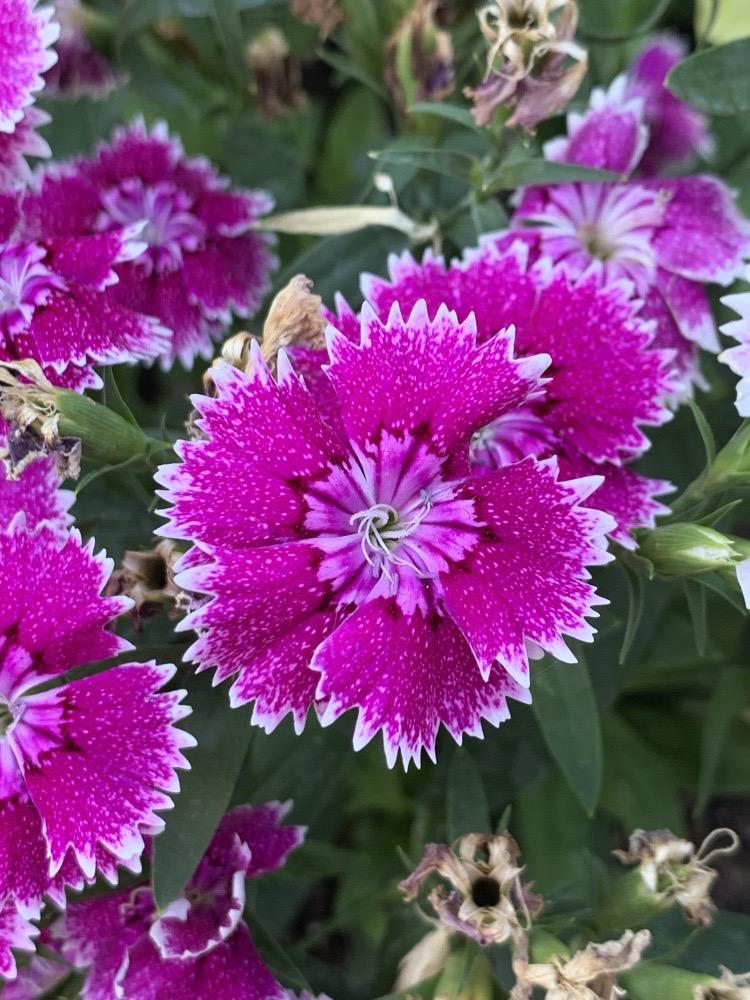 Dianthus chinensis