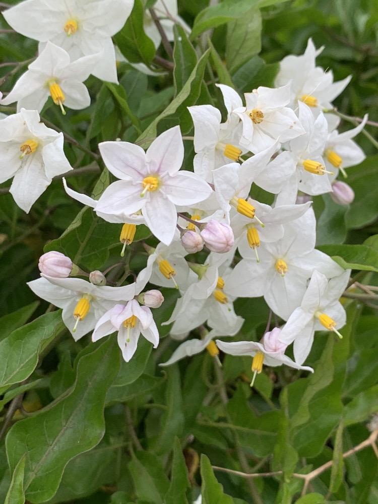 Falso jazmn (Solanum laxum)