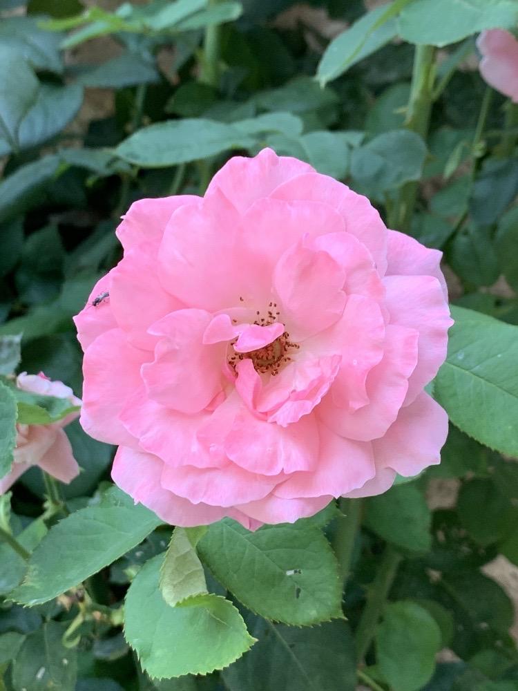 Rosa sp.