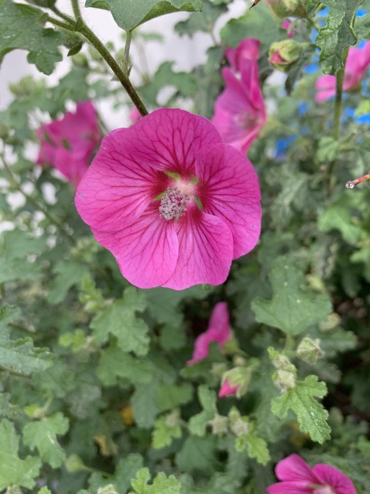 Malva arbrea (Malva arborea)