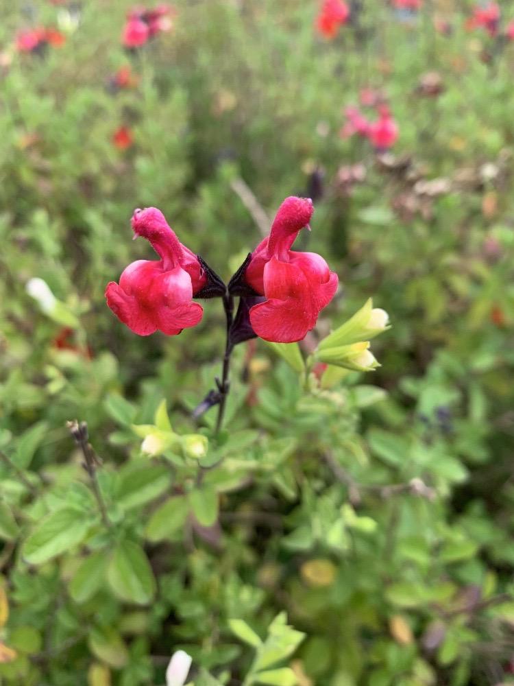 Salvia rosa (Salvia microphylla)