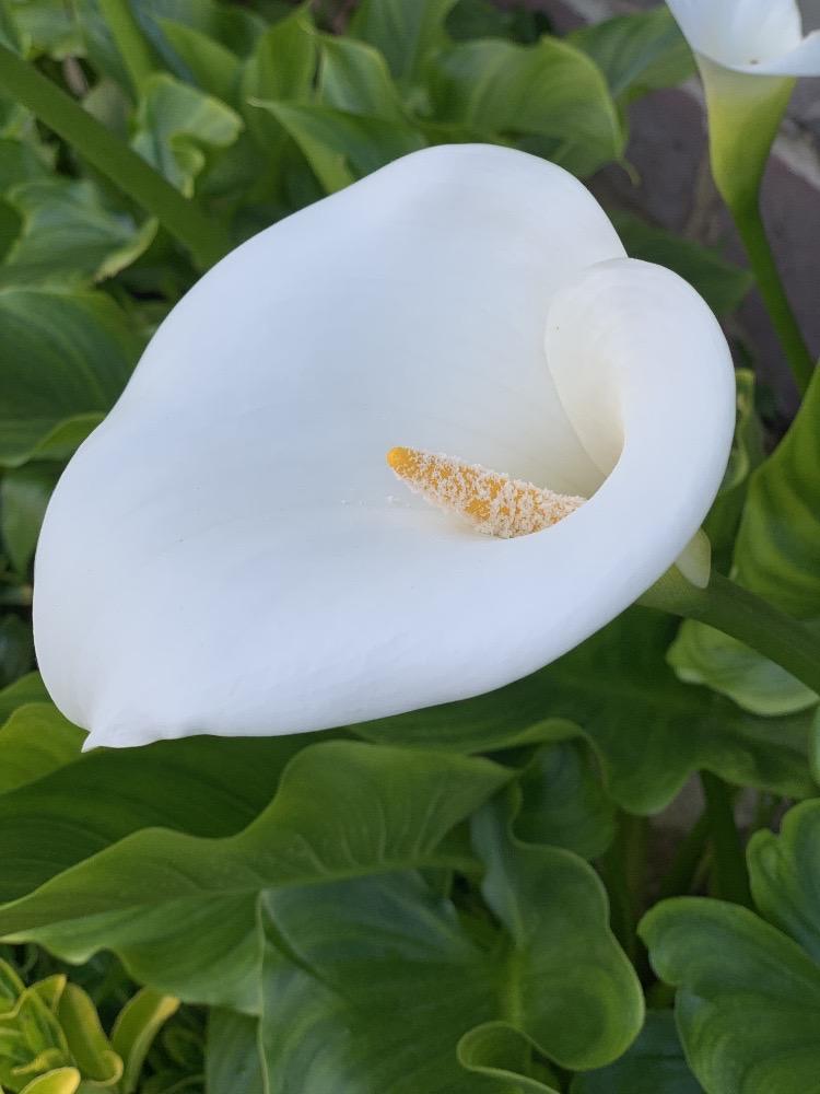 Cala (Zantedeschia aethiopica)