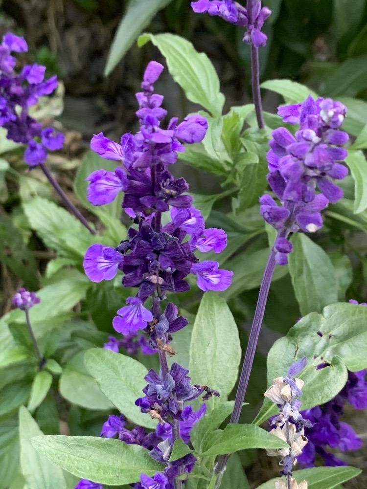 Salvia azul (Salvia farinacea)