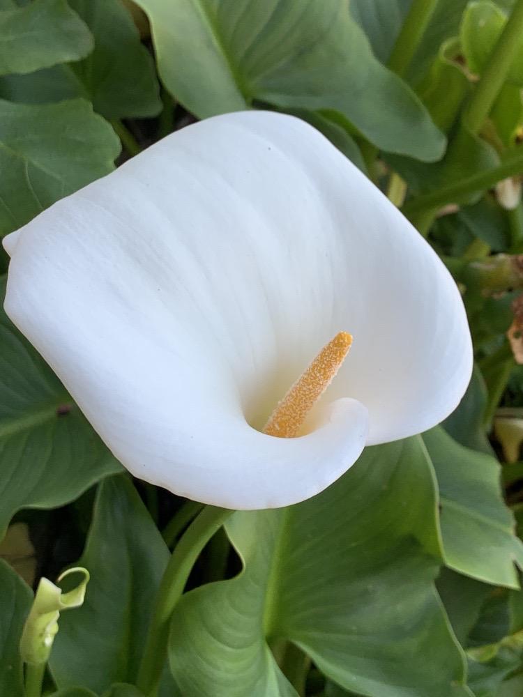 Cala (Zantedeschia aethiopica)
