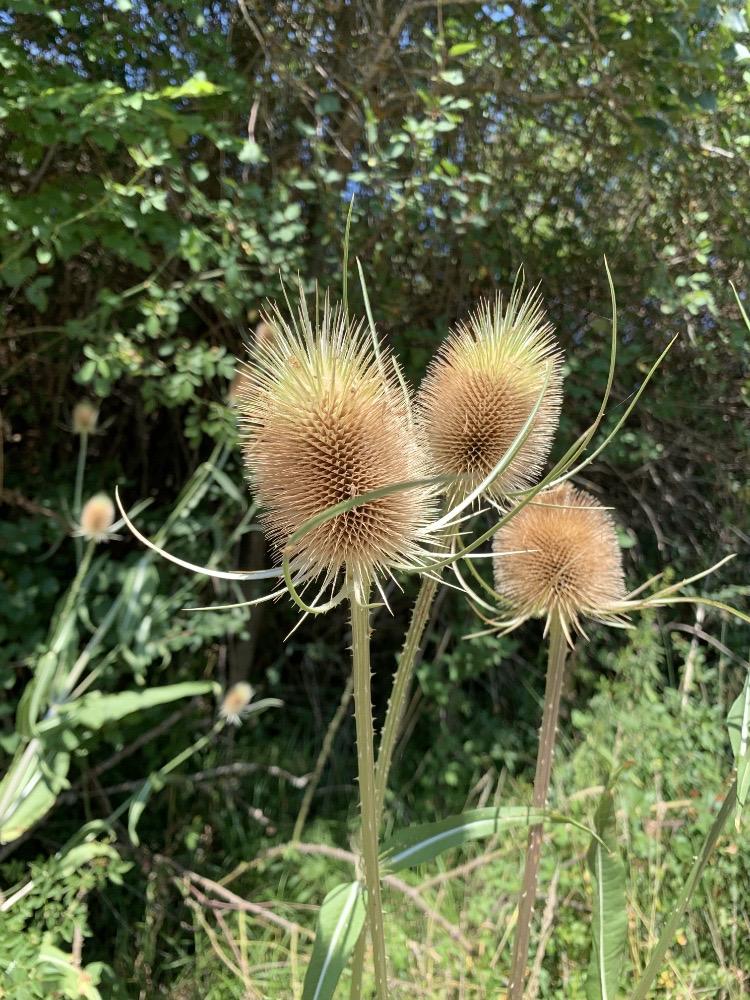 Dipsacus fullonum