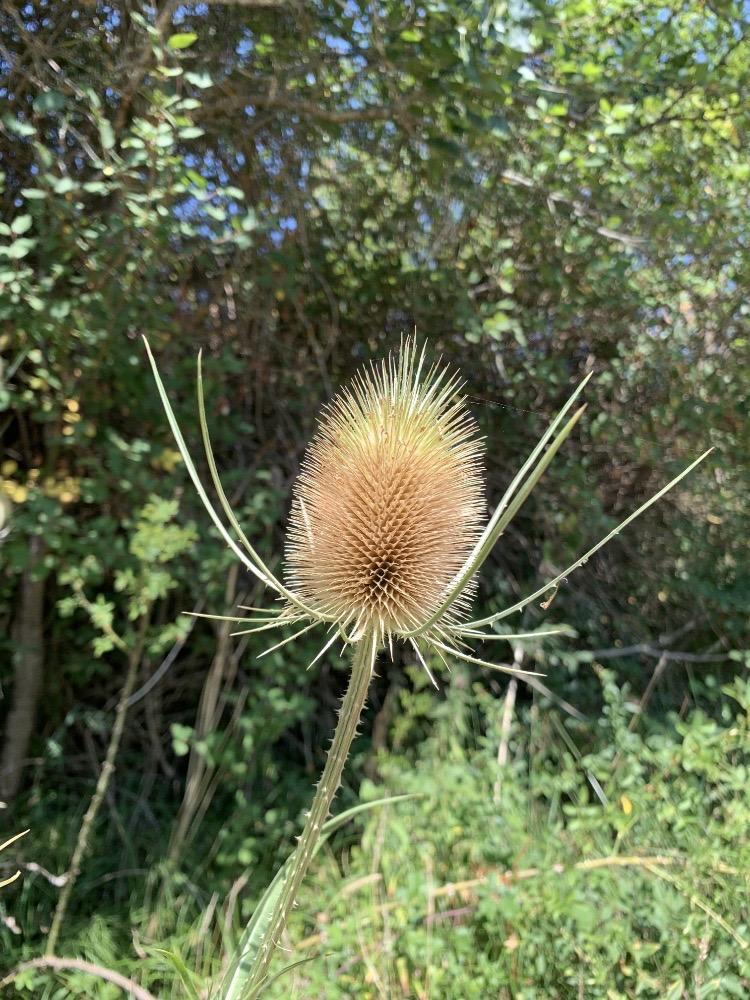 Dipsacus fullonum