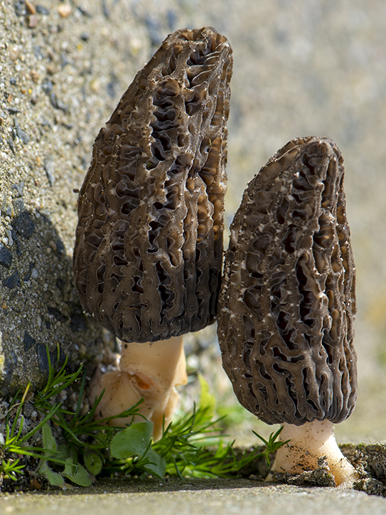 Kegelmorielje - Morchella elata