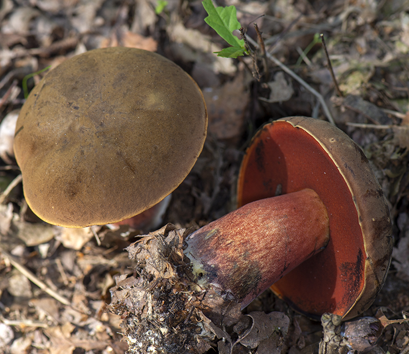 Gewone Heksenboleet - Boletus erythropus