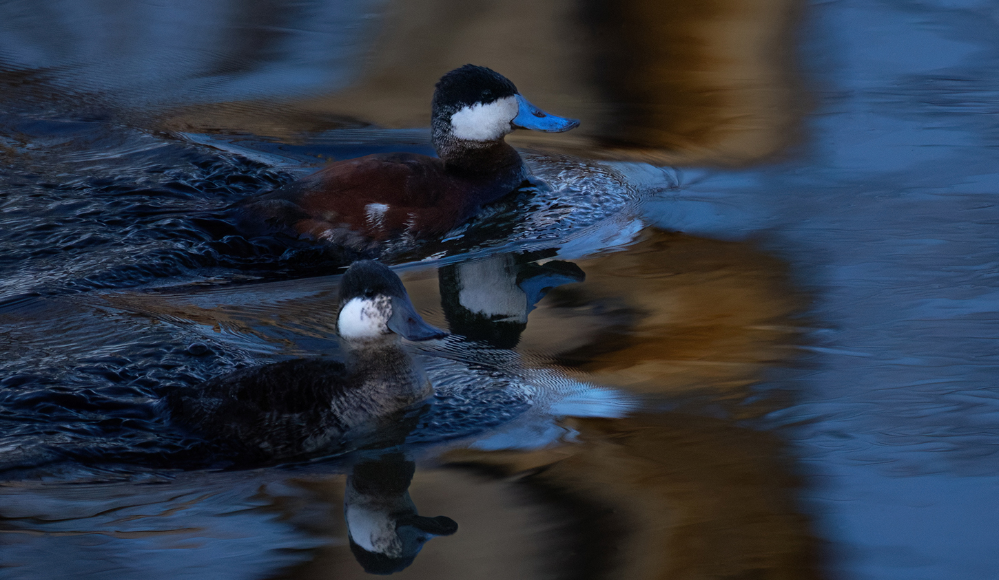 MT Ruddy ducks II copy.jpg
