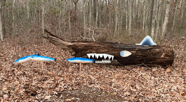 woodland shark