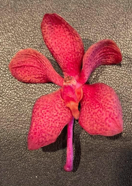 petal