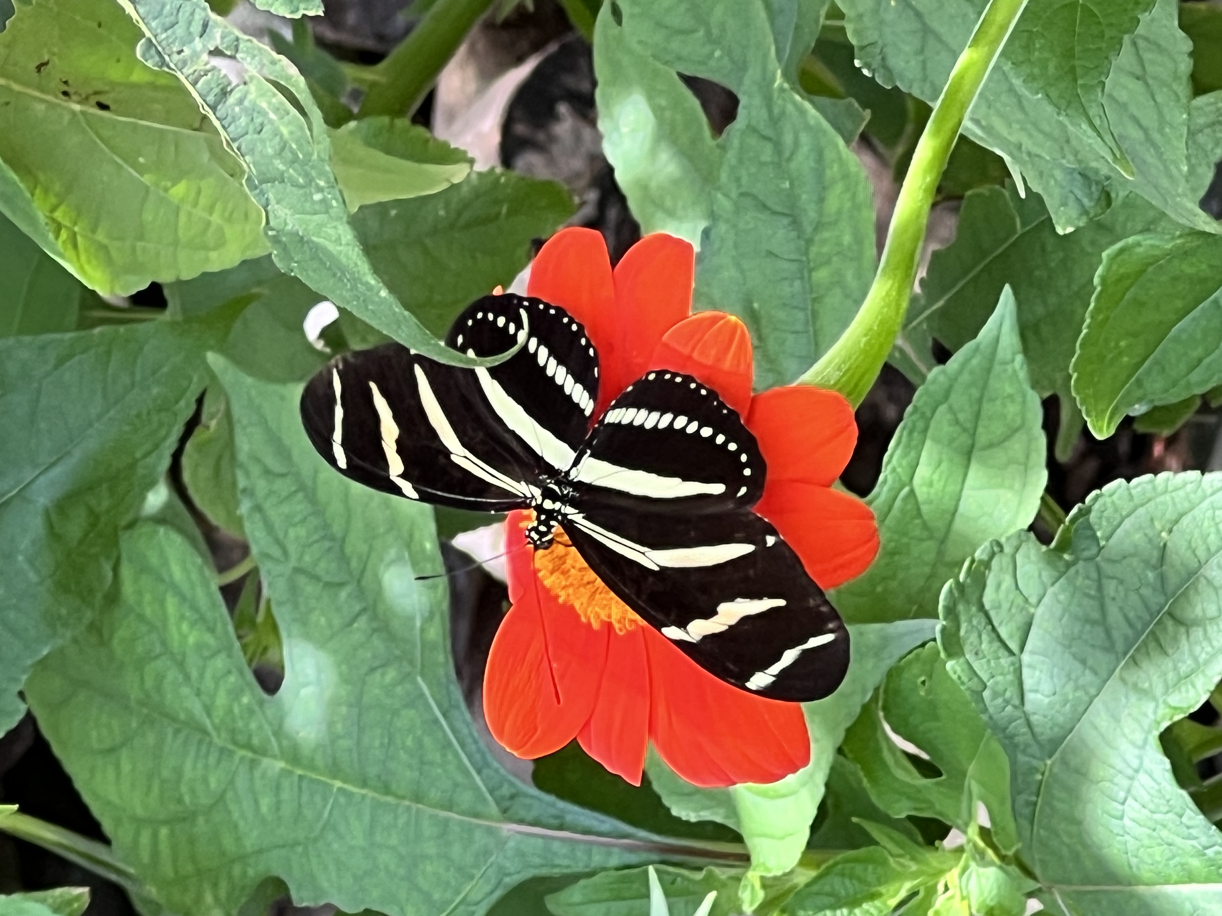 Butterfly on Mexican Sunflower