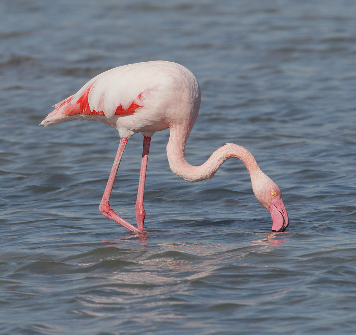 Greater flamingo (phoenicopterus roseus), La Marina, Spain, October 2020 