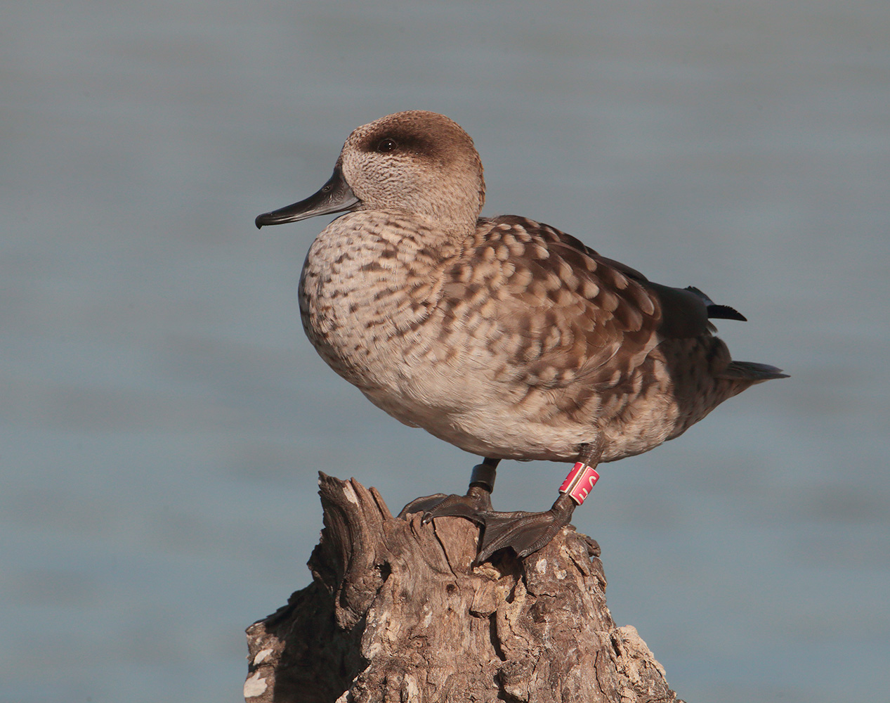 Marbled teal (marmaronetta angustirostris), Clot de Galvany, Spain, Januaary 2023