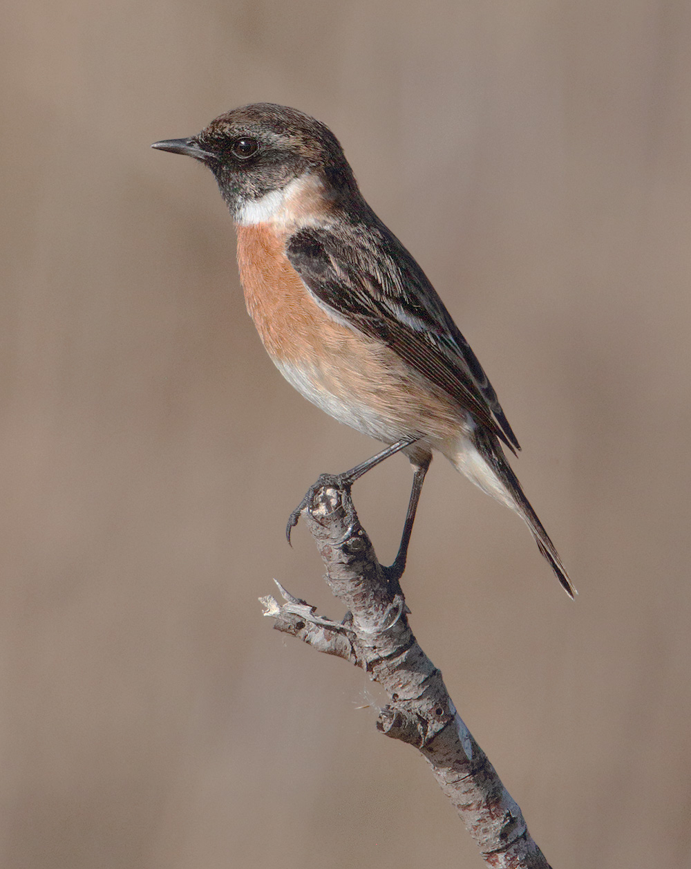 Stonechat (saxicola rubicola), Clot de Galvany, Spain, January 2023
