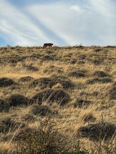 Glimpse of a puma.jpg