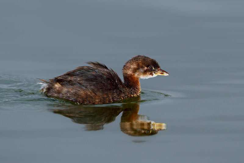 Pied-billed Grebe