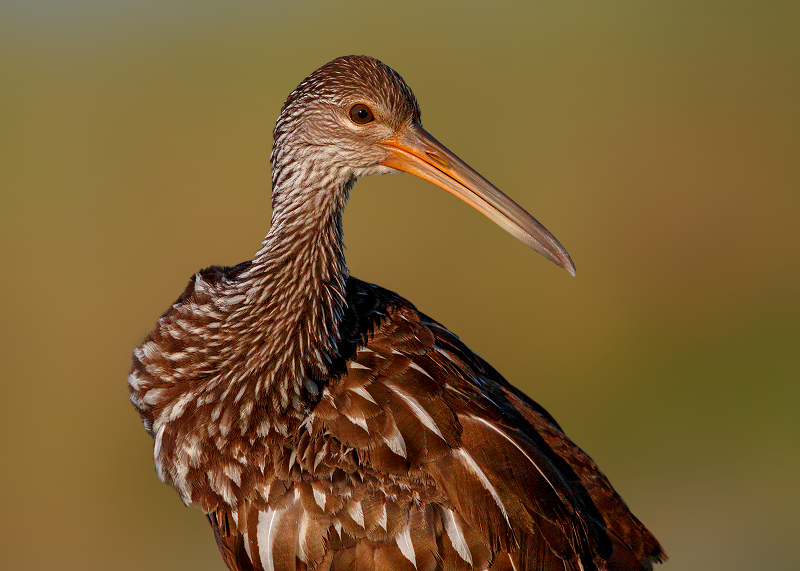 Limpkin