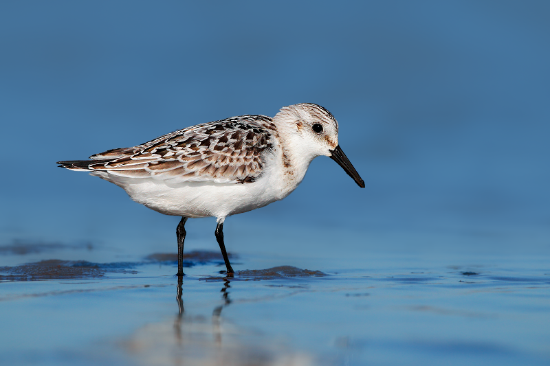 Sanderling