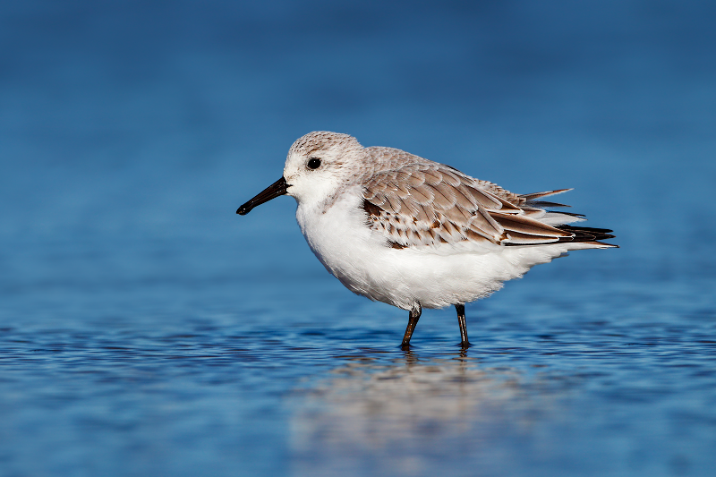 Sanderling