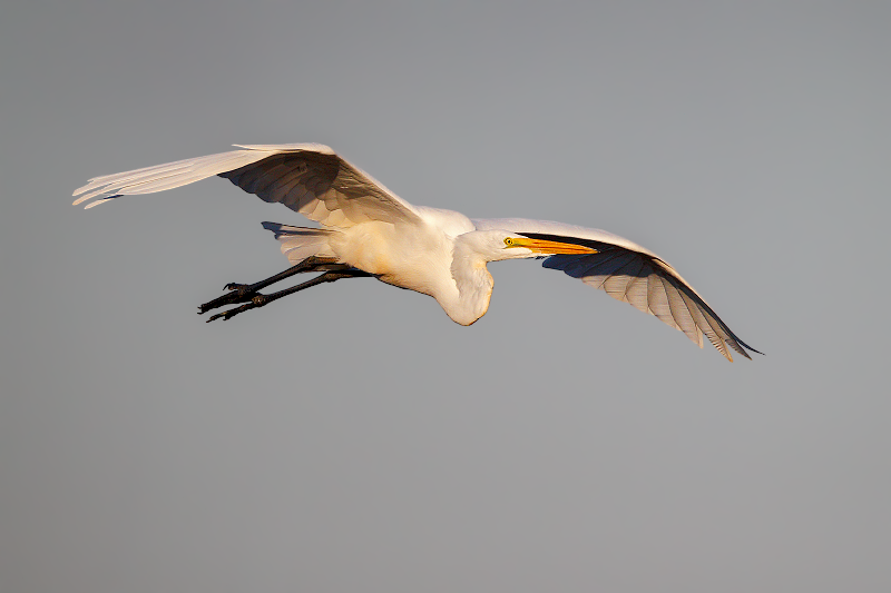 Great Egret