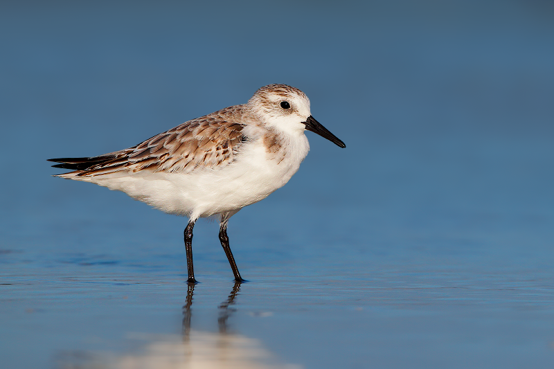 Sanderling