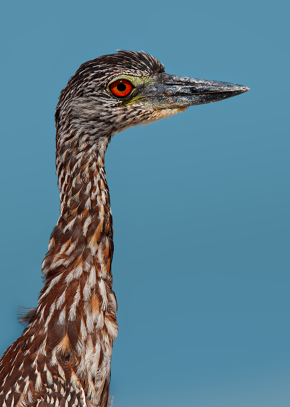 Yellow-crowned Night-Heron