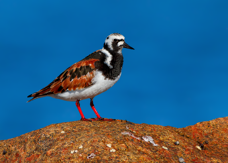 Ruddy Turnstone