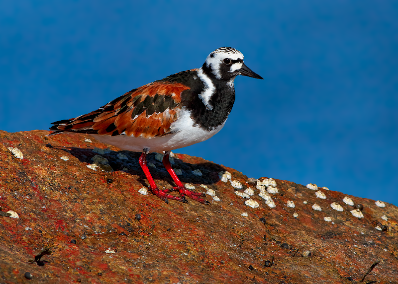 Ruddy Turnstone