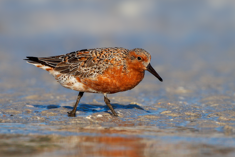 Red Knot