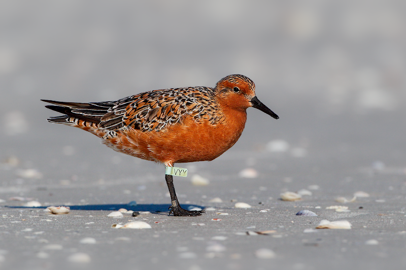 Red Knot (VYY)