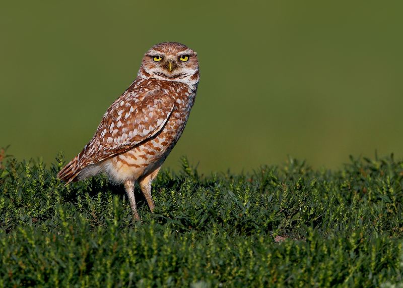 Burrowing Owl