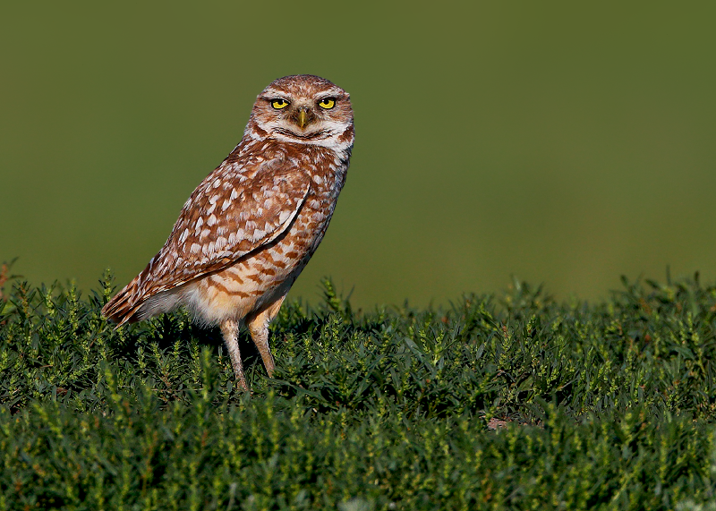 Burrowing Owl