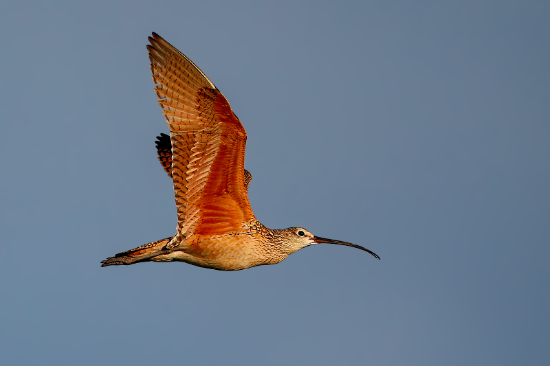 Long-billed Curlew