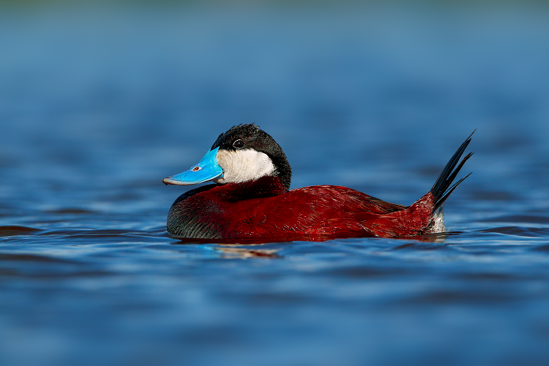 Ruddy Duck