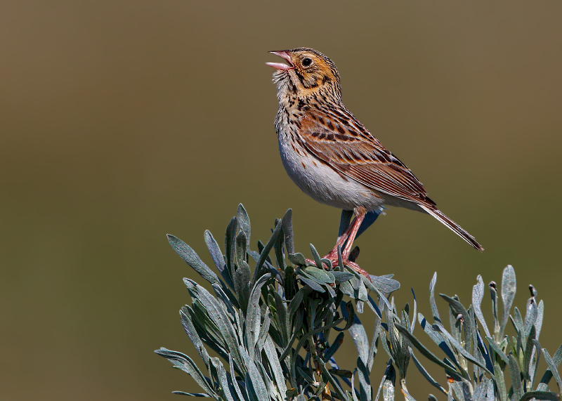 Baird's Sparrow