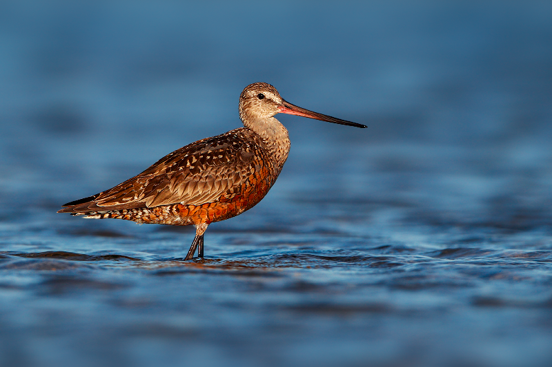 Hudsonian Godwit