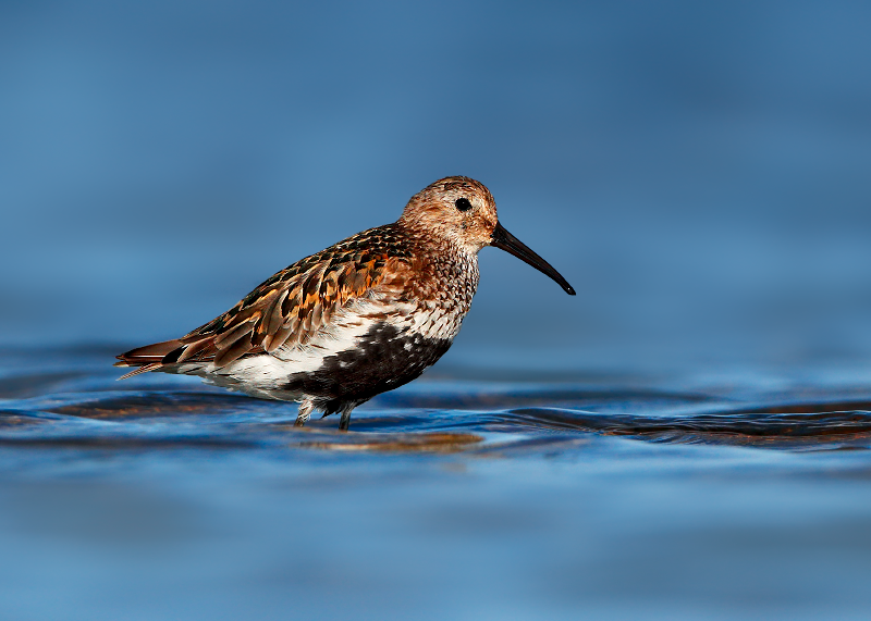 Dunlin