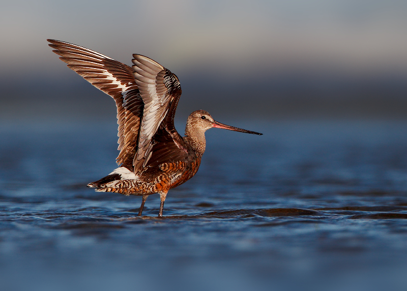 Hudsonian Godwit