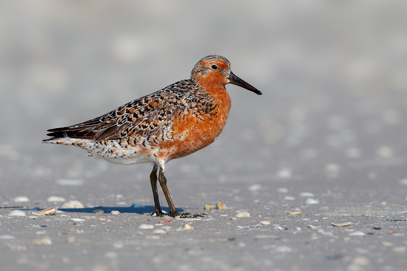 Red Knot